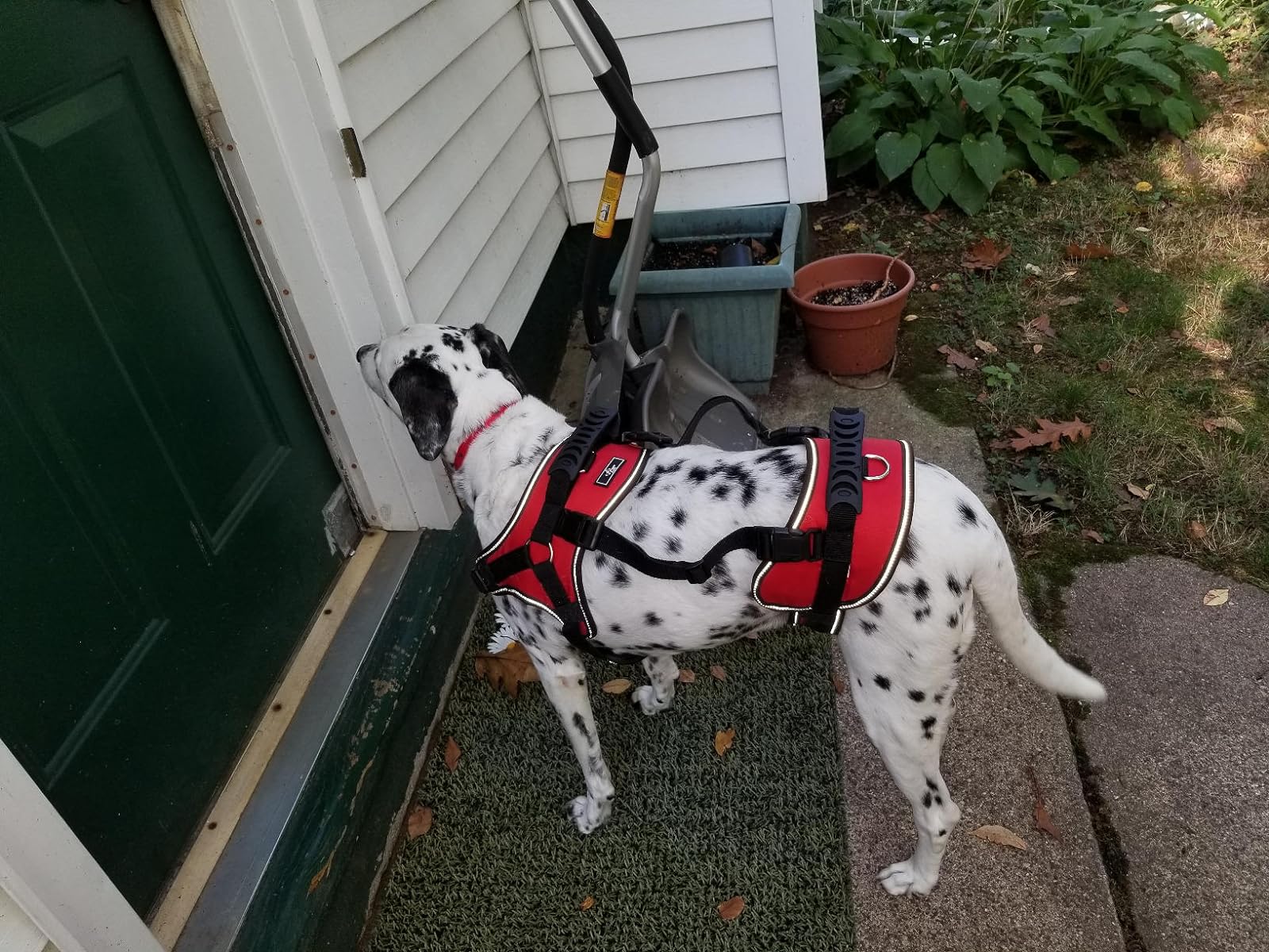 Multi Functional Full Body Lifting Dog Harness photo review