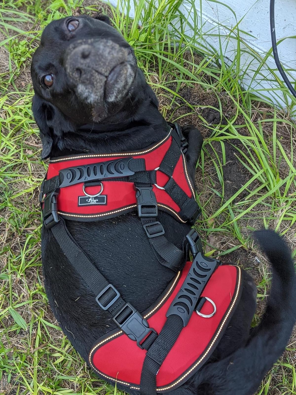 Multi Functional Full Body Lifting Dog Harness photo review