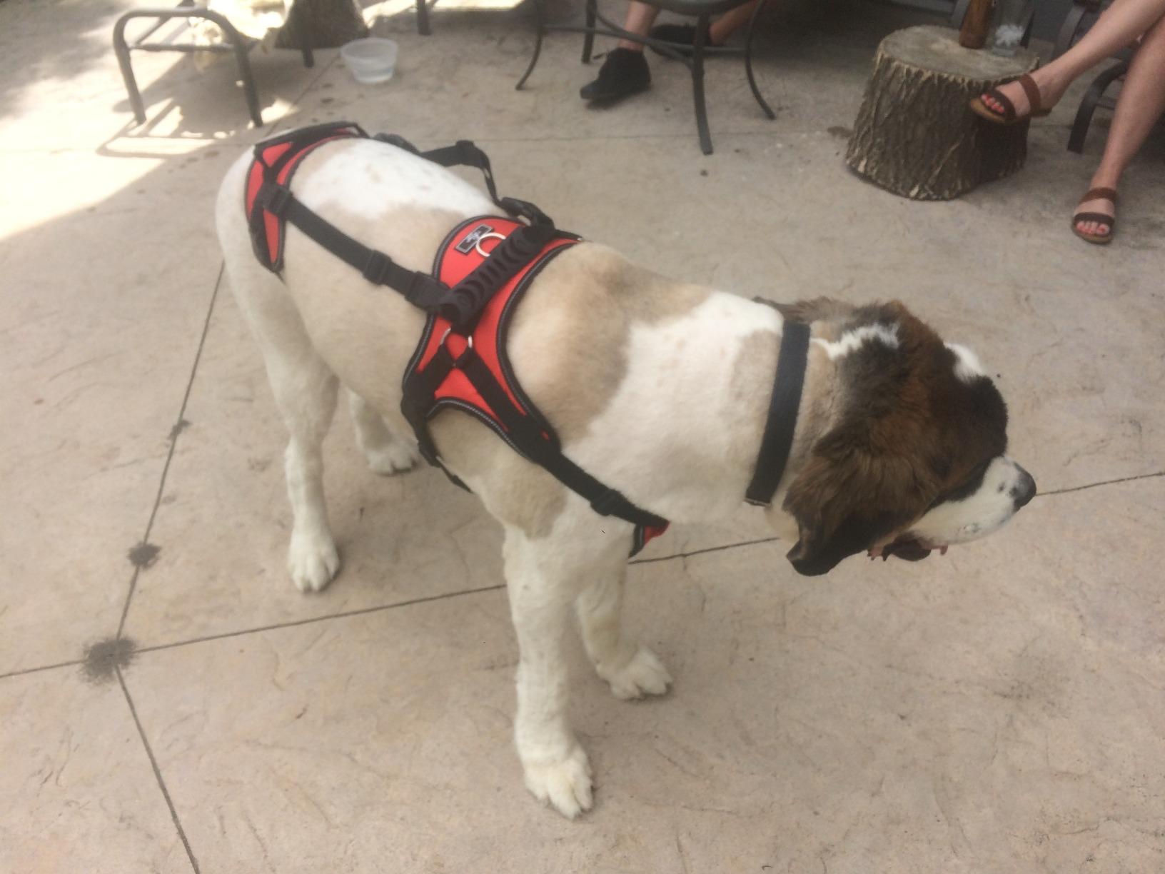 Multi Functional Full Body Lifting Dog Harness photo review