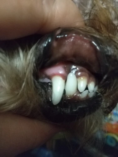 Pet S Teeth Health By Repairing And Preventing Disease photo review