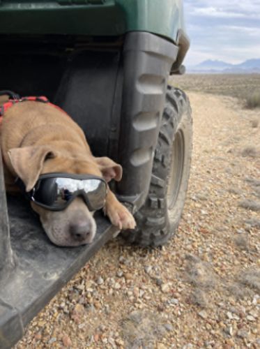 Protective Dog Goggles photo review