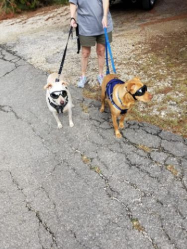 Protective Dog Goggles photo review