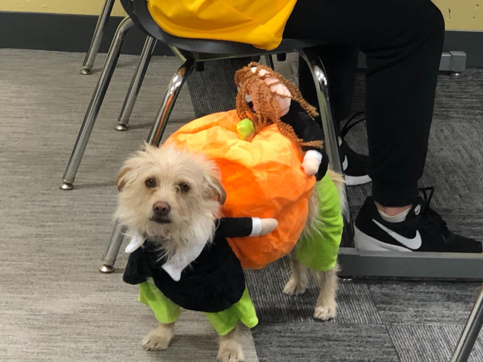 Pumpkin Halloween Dog Costume photo review