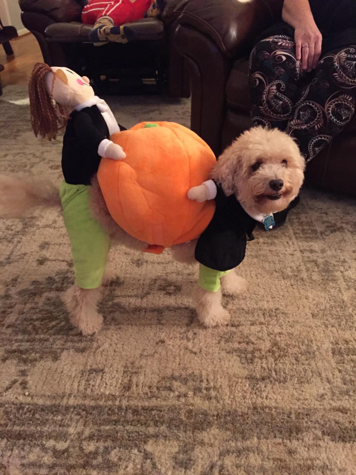 Pumpkin Halloween Dog Costume photo review