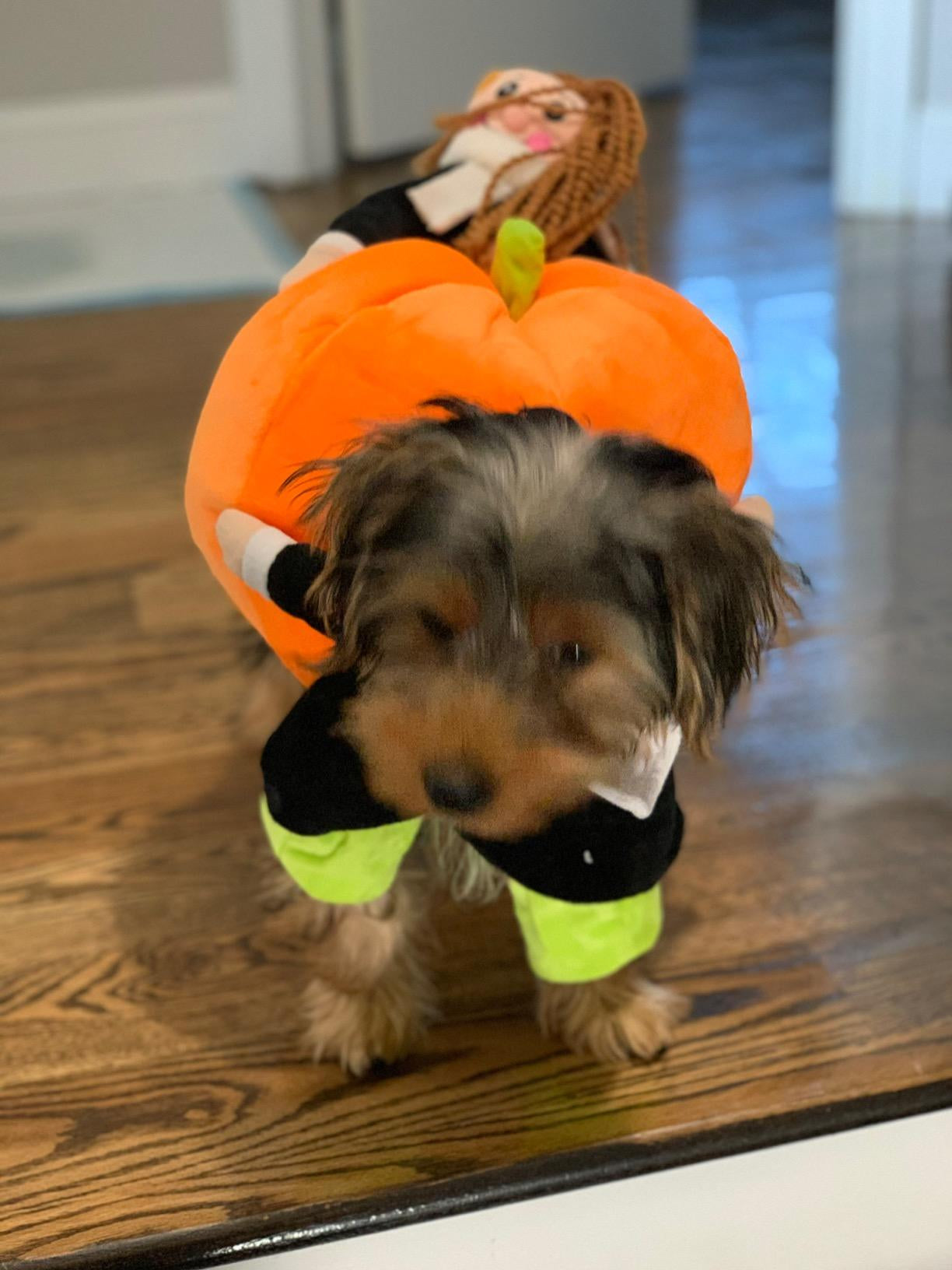 Pumpkin Halloween Dog Costume photo review