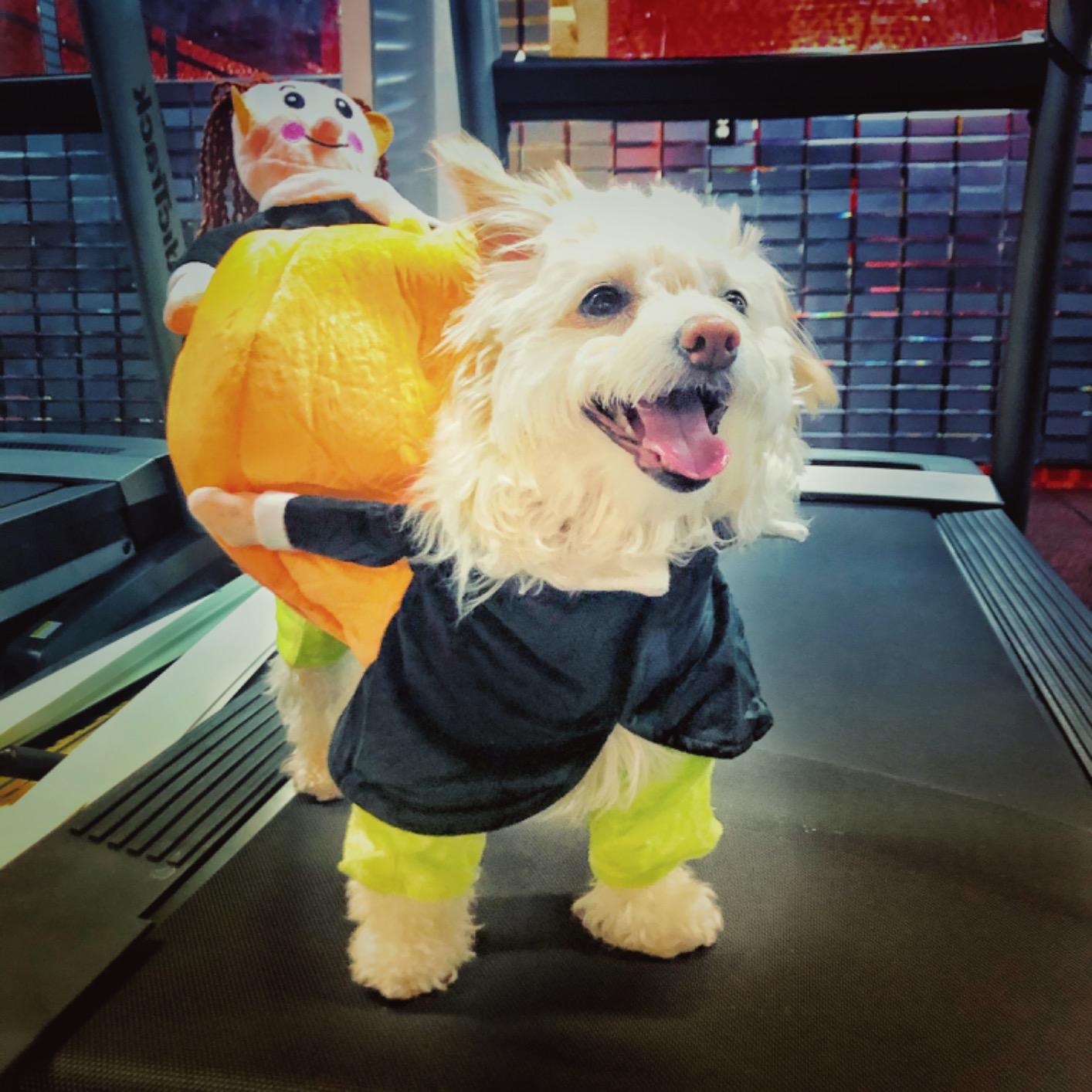 Pumpkin Halloween Dog Costume photo review