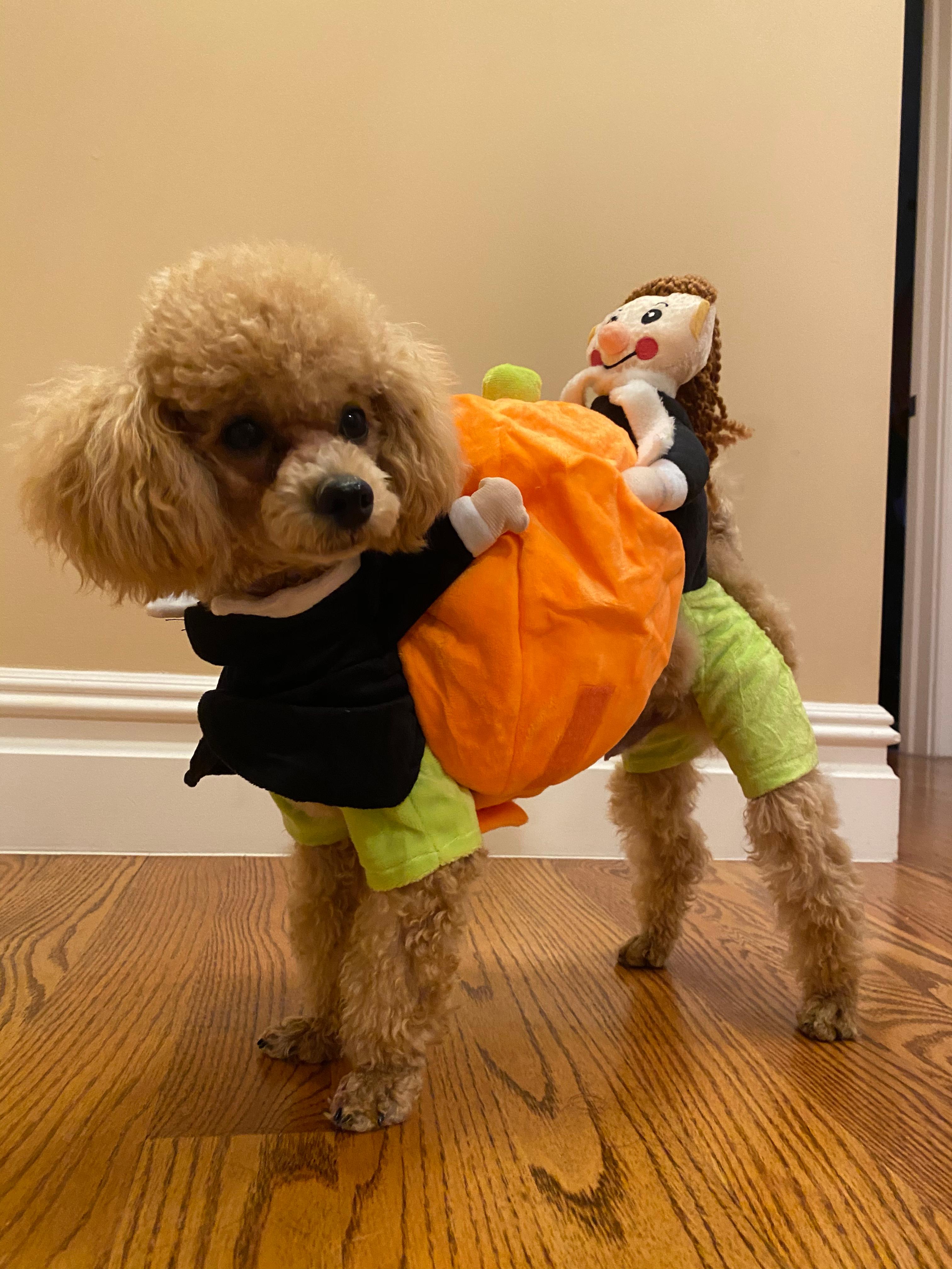 Pumpkin Halloween Dog Costume photo review