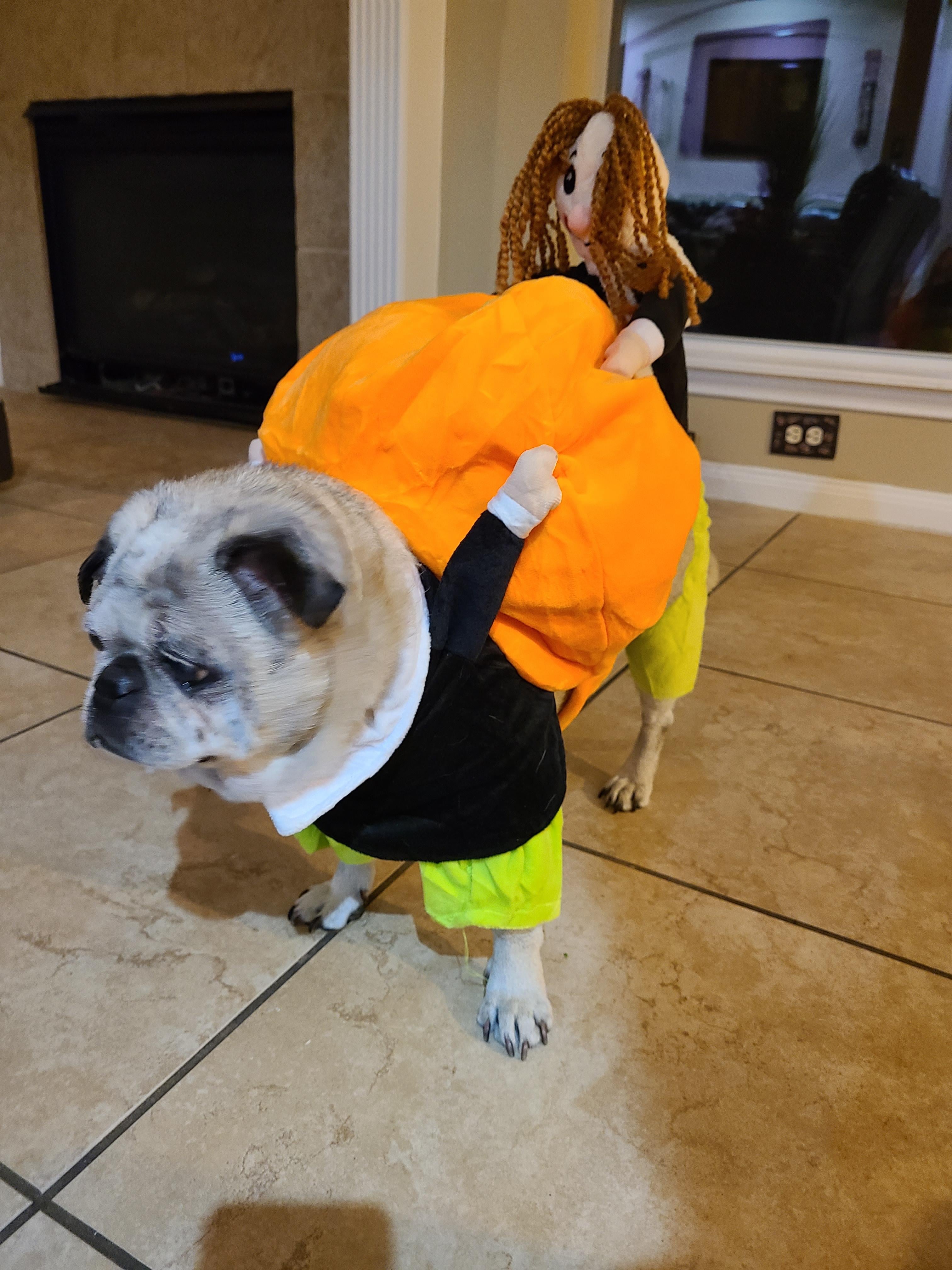 Pumpkin Halloween Dog Costume photo review