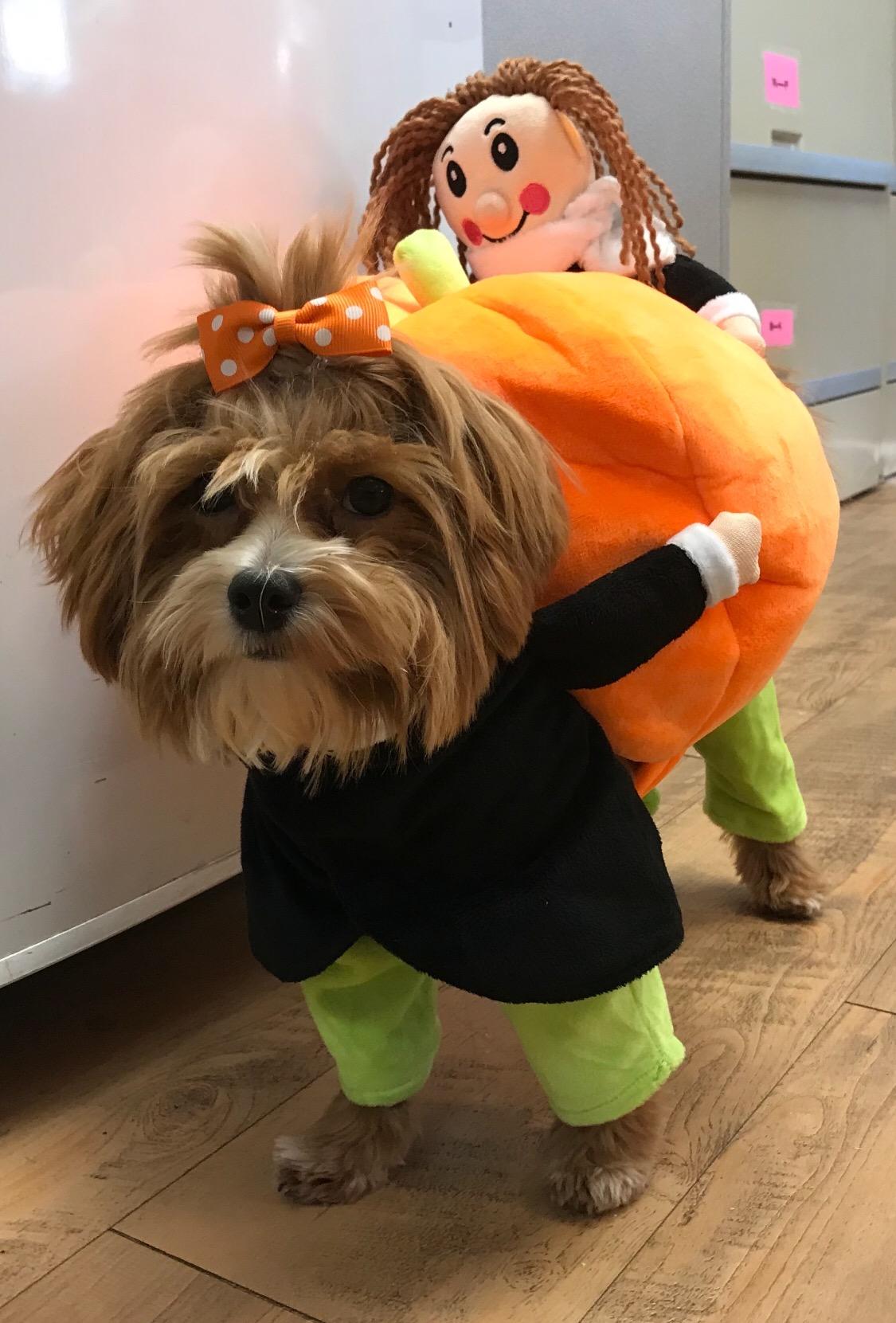 Pumpkin Halloween Dog Costume photo review