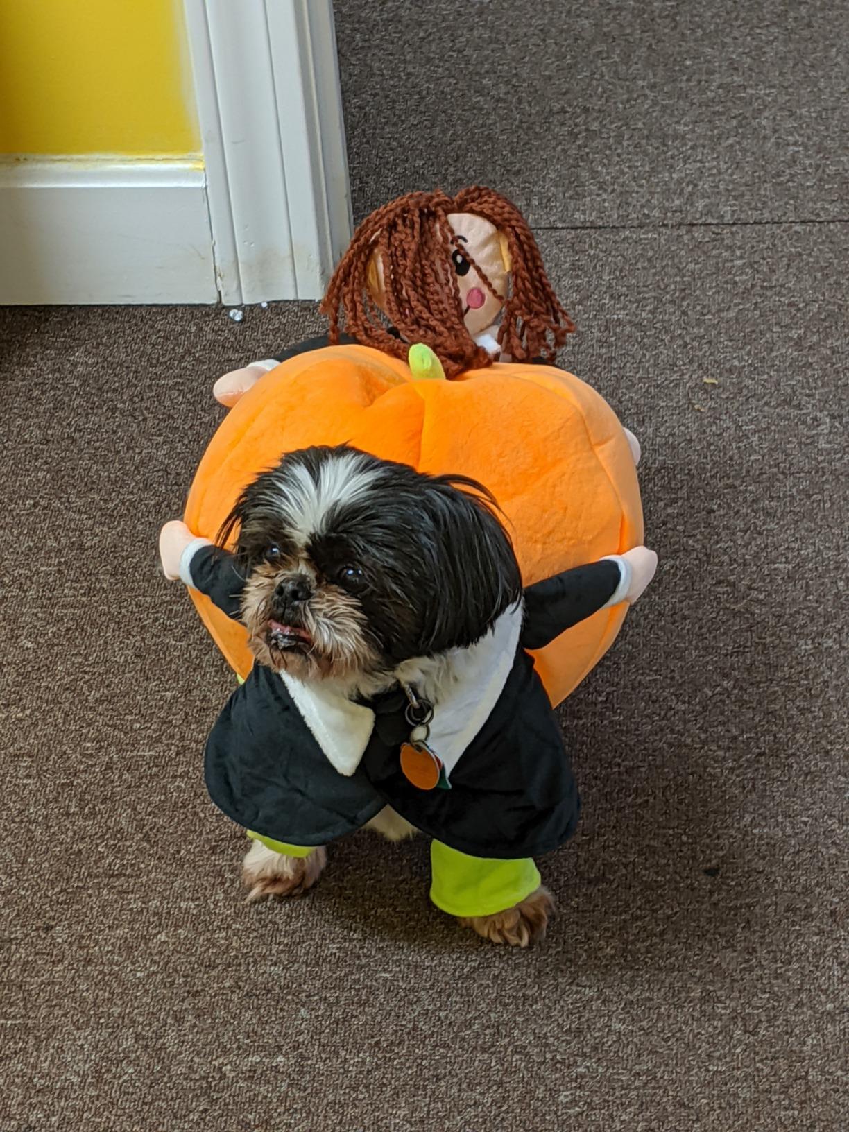 Pumpkin Halloween Dog Costume photo review