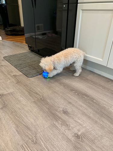 Remote Control Pet Bounce Ball photo review