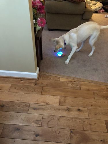 Remote Control Pet Bounce Ball photo review