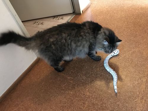 Remote Control Snake Toy For Cats photo review