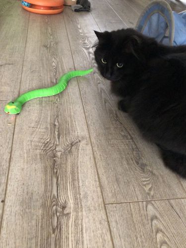 Remote Control Snake Toy For Cats photo review