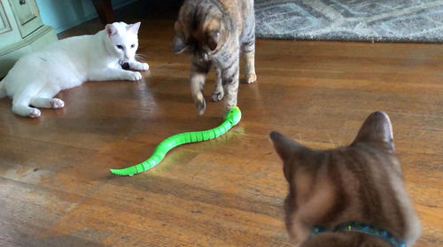 Remote Control Snake Toy For Cats photo review