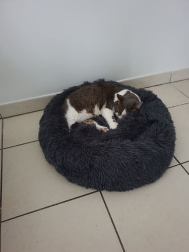 Round & Raised Cat Marshmallow Bed By Presentpet photo review