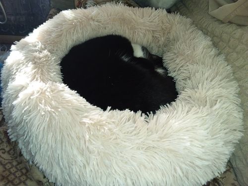 Round & Raised Cat Marshmallow Bed By Presentpet photo review