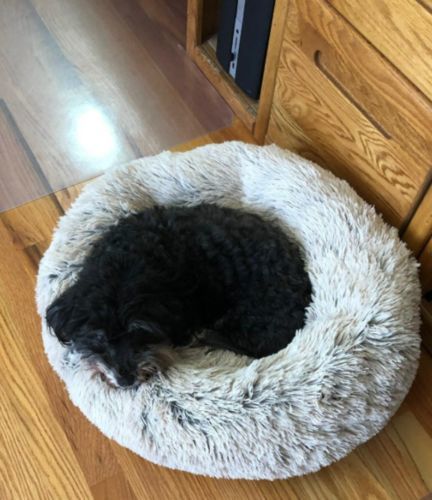 Round & Raised Cat Marshmallow Bed By Presentpet photo review