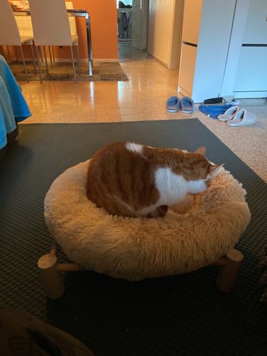 Round & Raised Cat Marshmallow Bed By Presentpet photo review