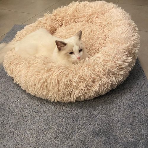 Round & Raised Cat Marshmallow Bed By Presentpet photo review