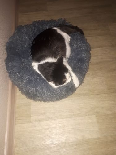 Round & Raised Cat Marshmallow Bed By Presentpet photo review