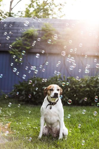 White Bubble Machine Blower Auto Durable photo review