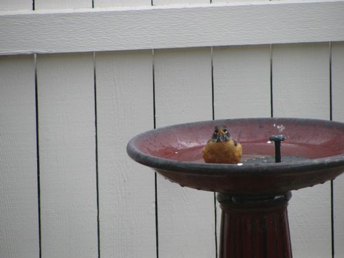 Solar Powered Bird Bath Water Fountain Pump - Garden And Pond photo review