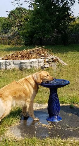 Solar Powered Bird Bath Water Fountain Pump - Garden And Pond photo review