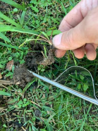 Stainless Manual Weed Puller photo review