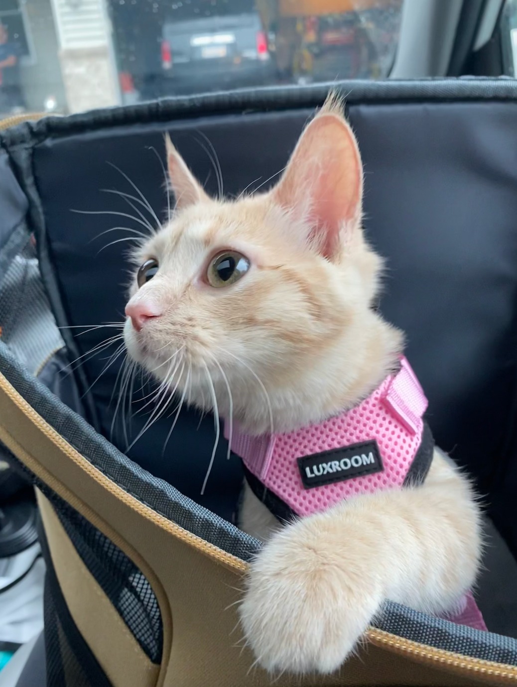 Der Fat Cat Rucksack für größere Katzen, Kapsel-Katzentransportbox mit Blasenfenster photo review