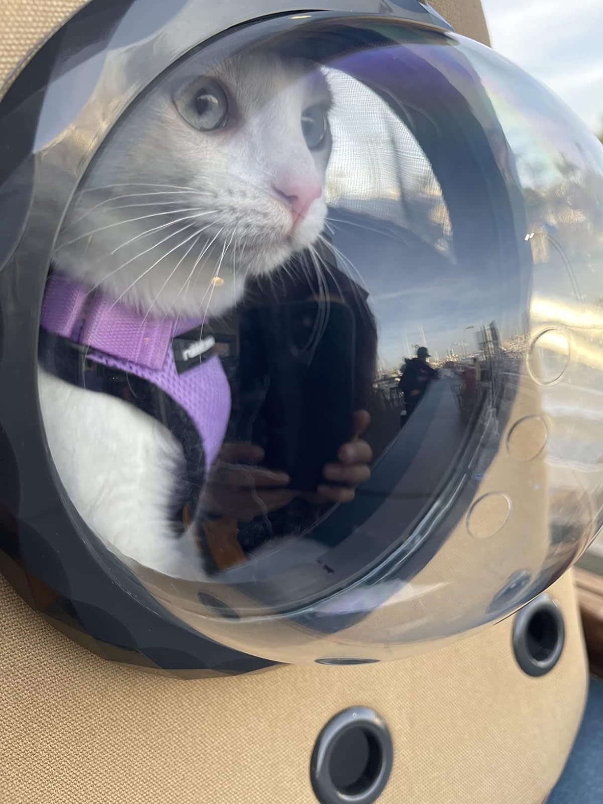 The Fat Cat Backpack For Larger Cats Capsule Bubble Window Cat Carrier photo review