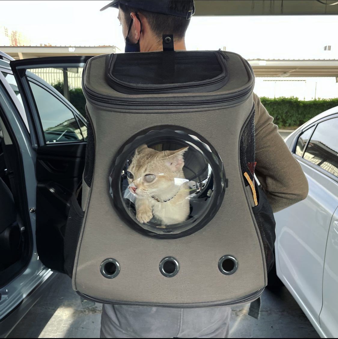 The Fat Cat Backpack For Larger Cats Capsule Bubble Window Cat Carrier photo review