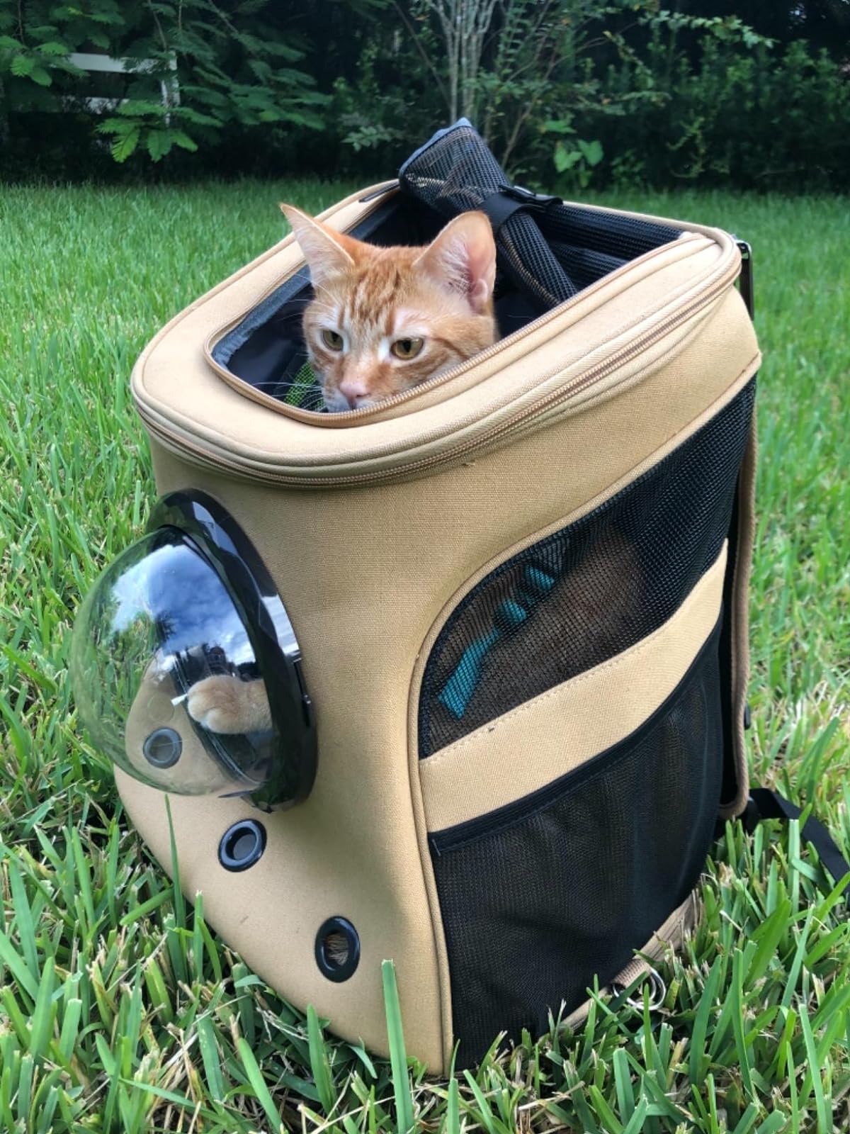 Der Fat Cat Rucksack für größere Katzen, Kapsel-Katzentransportbox mit Blasenfenster photo review