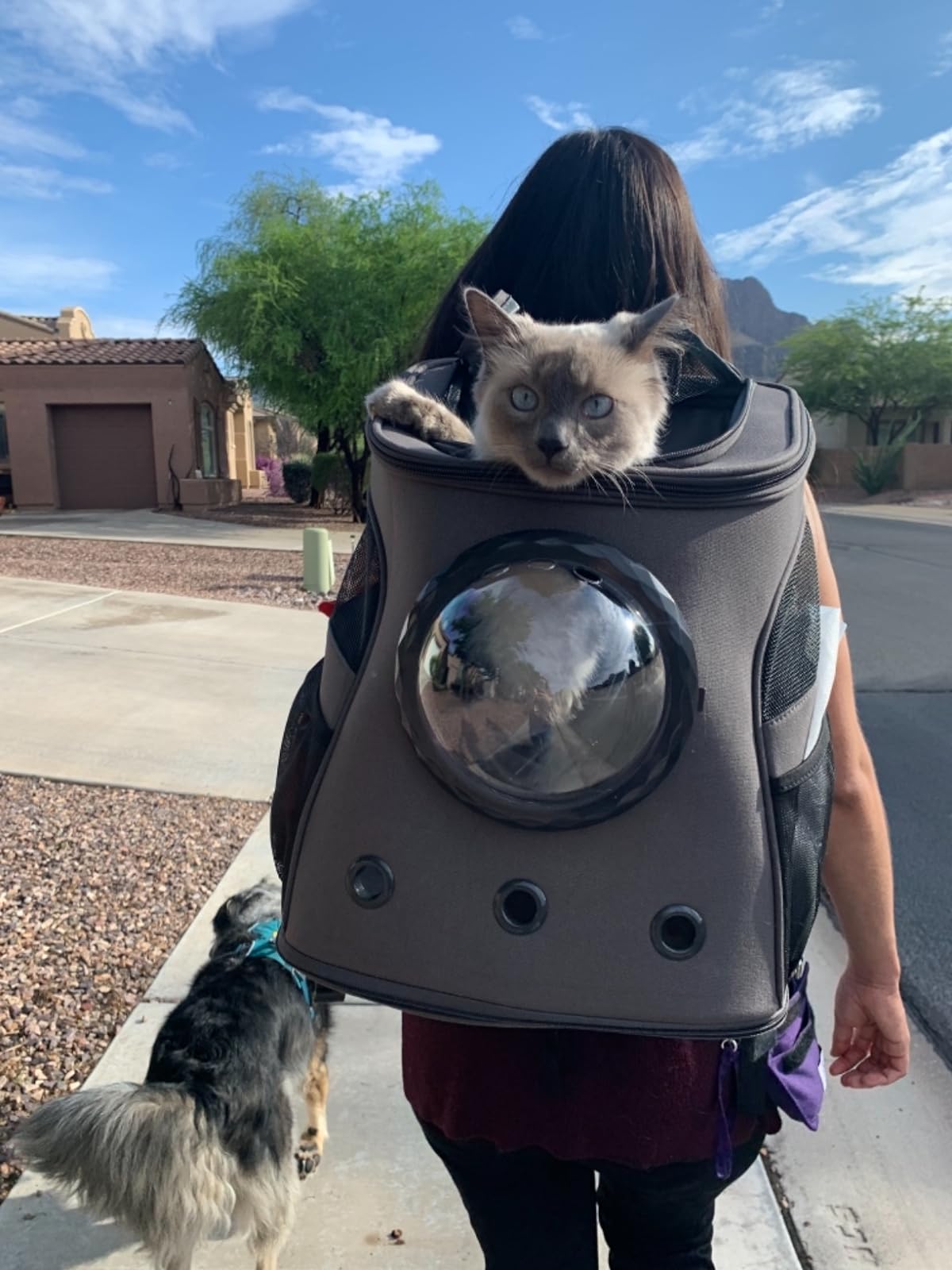 Der Fat Cat Rucksack für größere Katzen, Kapsel-Katzentransportbox mit Blasenfenster photo review