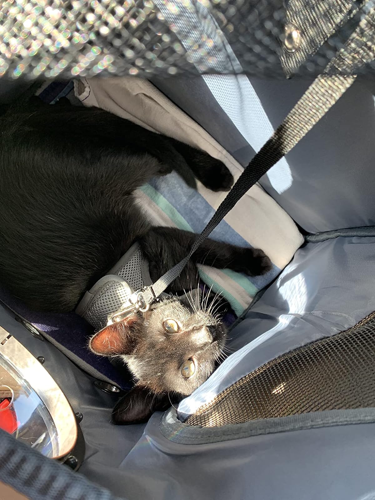 The Fat Cat Backpack For Larger Cats Capsule Bubble Window Cat Carrier photo review