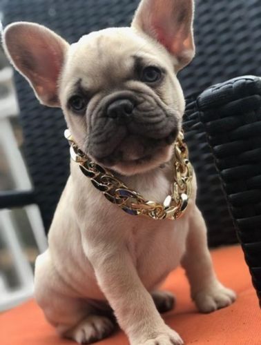 Thugpet Thick Cuban Dog Gold Chain Pet Collar photo review