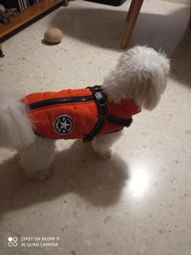 Winter Pet Jacket With Harness photo review