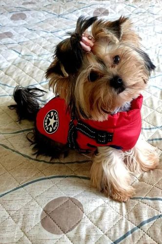 Winter Pet Jacket With Harness photo review