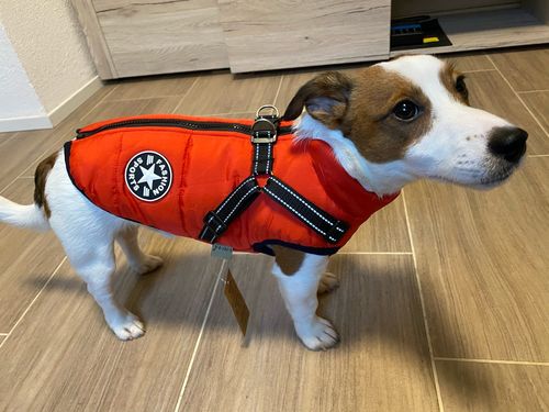 Winter Pet Jacket With Harness photo review