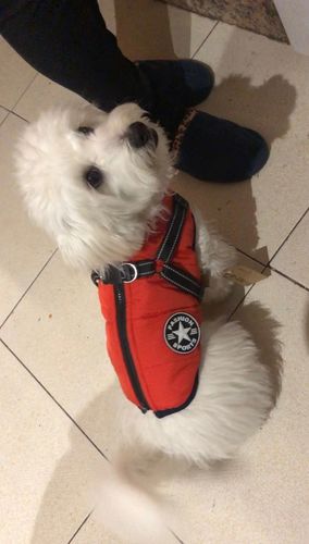 Winter Pet Jacket With Harness photo review