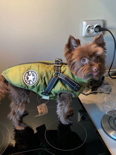 Winter Pet Jacket With Harness photo review