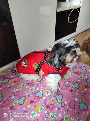 Winter Pet Jacket With Harness photo review