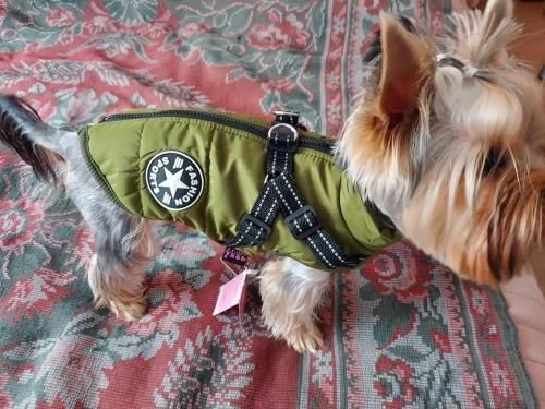 Winter Pet Jacket With Harness photo review