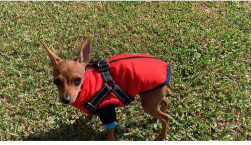 Winter Pet Jacket With Harness photo review