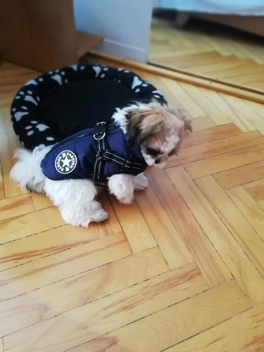 Winter Pet Jacket With Harness photo review