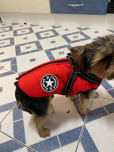 Winter Pet Jacket With Harness photo review