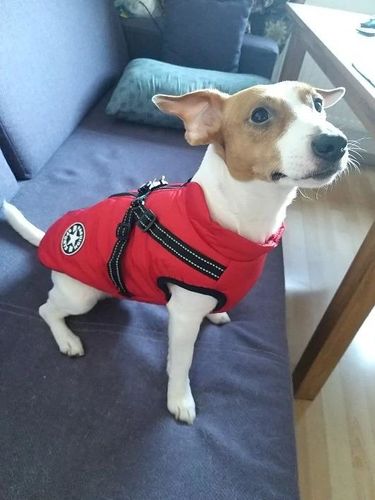 Winter Pet Jacket With Harness photo review