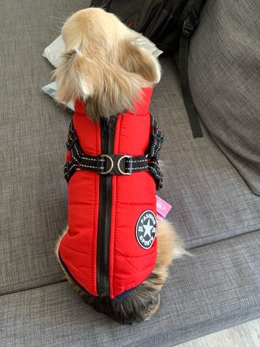 Winter Pet Jacket With Harness photo review