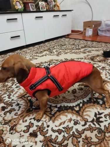 Winter Pet Jacket With Harness photo review