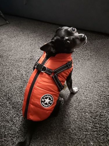 Winter Pet Jacket With Harness photo review